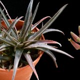 Aloe x saundersii (hybr.)